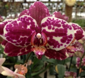 Cream Parfait Orchid