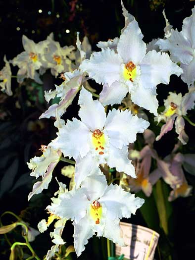 Caring for Odontoglossum Orchids.jpg