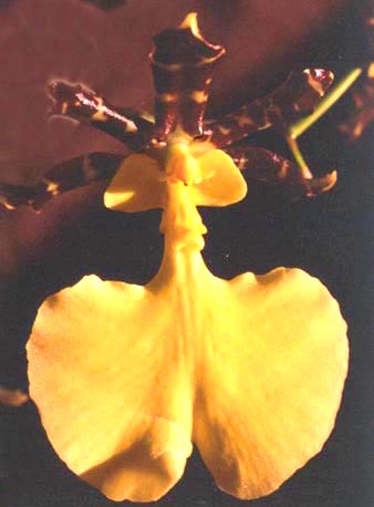 Caring for Oncidium Orchids.jpg