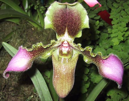 Easy Orchid Plants - Paphiopedilum Hirsutissimum.JPG