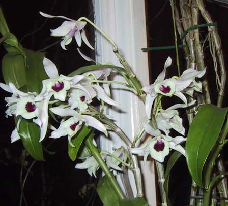 Easy Orchids - Dendrobium Nobile Var. Albiflorum.jpg