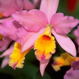 Popular Orchid Flower - Cattleya.jpg