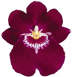 Popular Orchid Plant Care - Miltonia.jpg