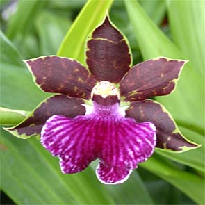 Zygopetalum Orchid Care and Culture.jpg