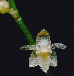 Smallest Orchid