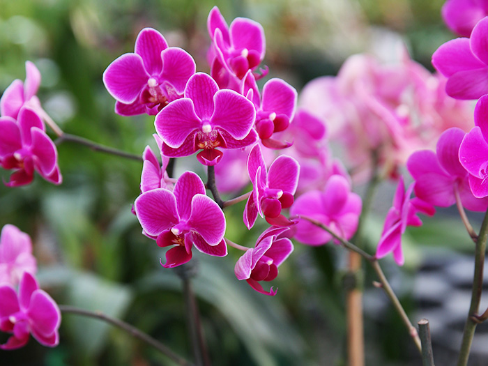 Mini Orchid Flowers
