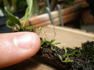 World's Smallest Orchid