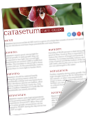 Catasetum orchid quick care guide