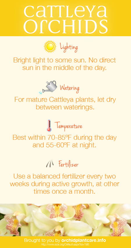Cattleya Care Tips