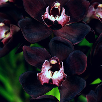 Black Orchid