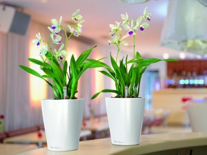 Mini Orchids in Deltini