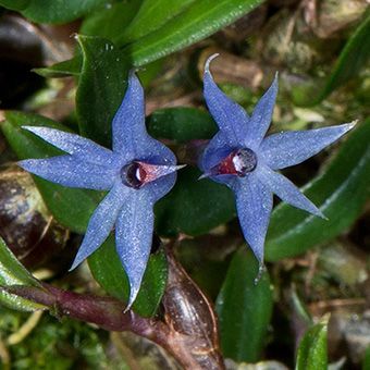 Real and Fake Blue Orchids: How to Tell Them Apart