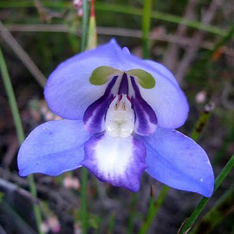 Green and grey, Dark orchid, Blue violet