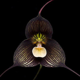 Orchid