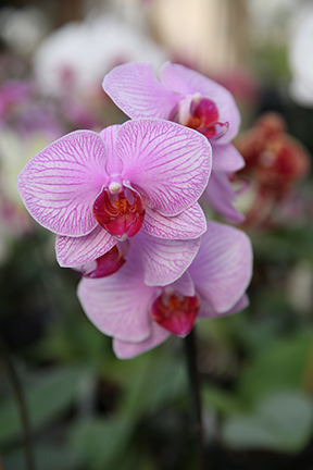 Phal Orchid