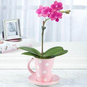 Teacup Orchid