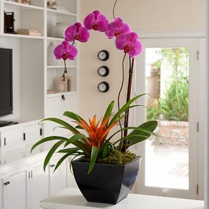 ProFlowers Orchid Bromeliad