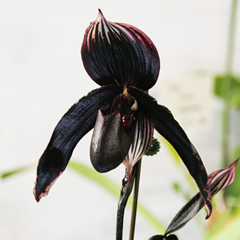 black orchids