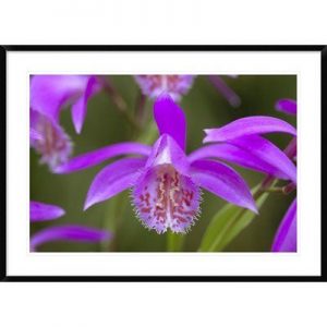 Framed orchid photo