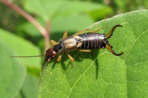 earwig