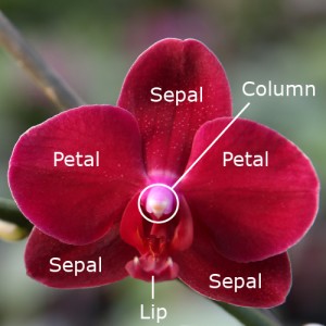 orchid anatomy