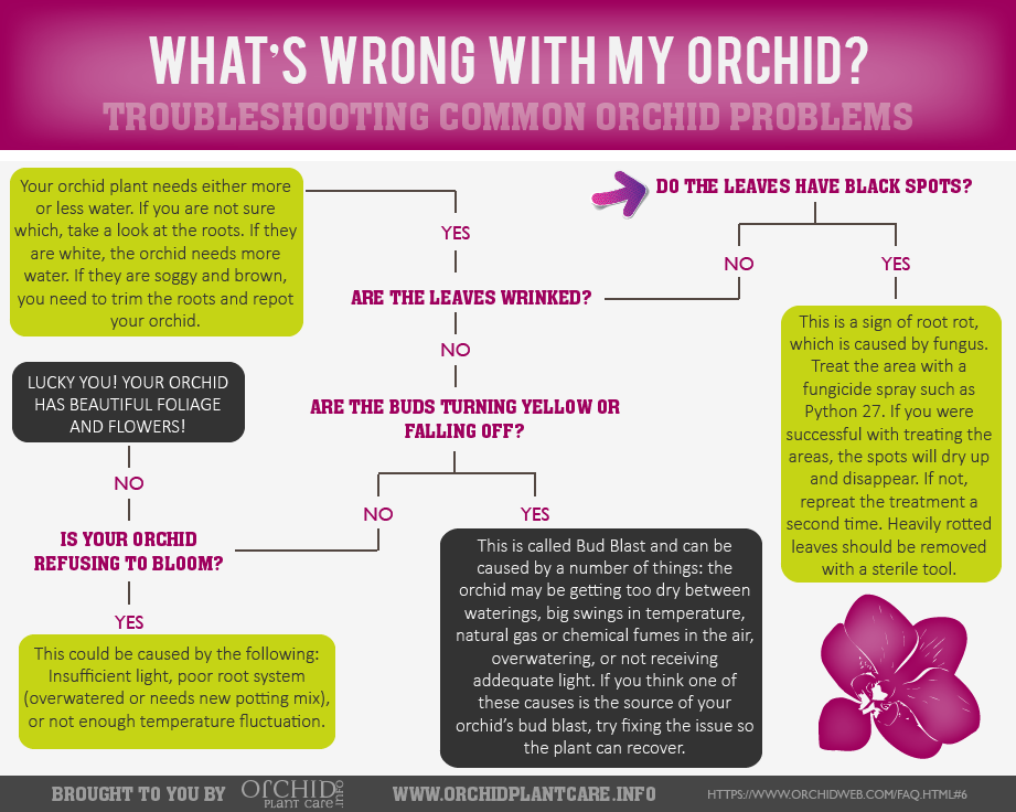 Orchid Plant Health