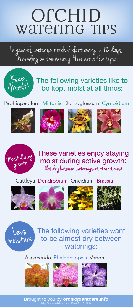 Orchid Watering Information