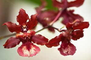 Oncidium Sharry Baby 'Sweet Fragrance'