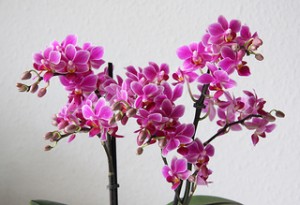 Miniature Phalaenopsis